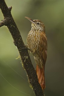 Montane Woodcreeper (Lepidocolaptes lacrymiger), Ecuador