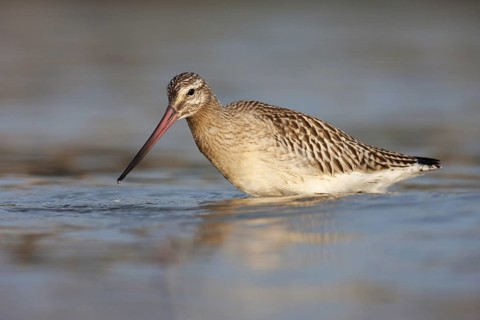 Bar-tailed Godwit (Limosa lapponica), Schleswig-Holstein, Germany
