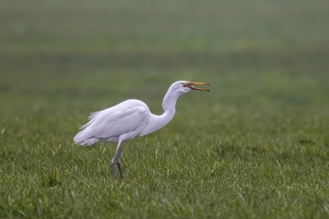Great Egret (Ardea alba) eating a mouse, North Rhine-Westphalia, Germany