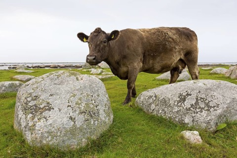 Brown domestic cattle, cow, (Bos primigenius taurus), animals, mammals, bovine, cattle, Ottenby,