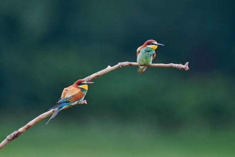 Bee-eater (Merops apiaster) Lower Saxony, Germany