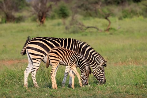 Burchell's zebra (Equus quagga burchelli), Burchell's zebra, adult, female, mother, young, feeding,