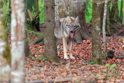 A young grey wolf (Canis lupus lupus) stands in the forest on an overcast day