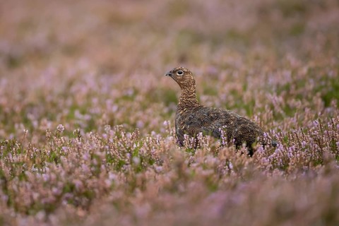 Red grouse (Lagopus lagopus scotica) adult bird in flowering moorland Heather plants in summer,