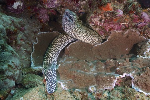 Reticulated moray eel (Gymnothorax favagineus Gymnothorax permistus)