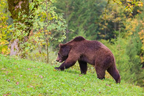 A young male Eurasian brown bear (Ursus arctos arctos) walks across a meadow along autumnal colored