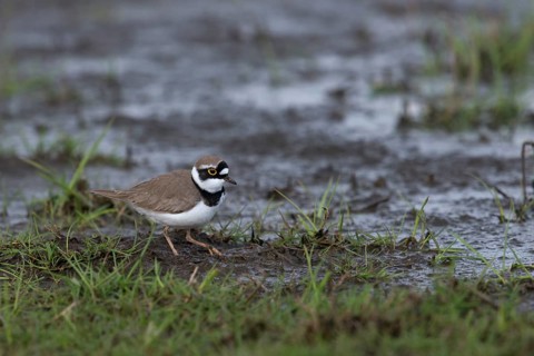 Little Ringed Plover (Charadrius dubius) on field, Lower Saxony, Germany