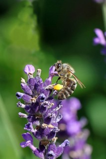 European honey bee (Apis mellifera), collecting nectar from a flower of lavender (Lavandula