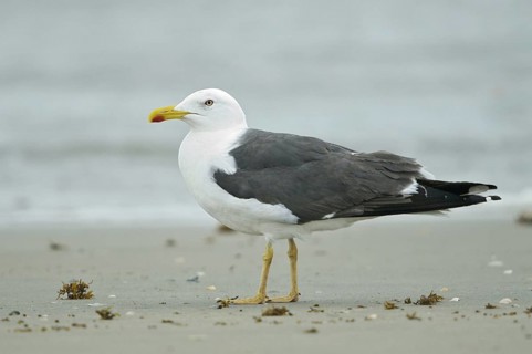 Lesser Black-backed Gull (Larus fuscus), Texas, USA
