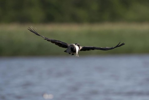 Hooded Crow (Corvus cornix) flying, Mecklenburg-Western Pomerania, Germany