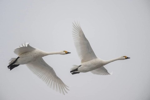 Whooper swans (Cygnus cygnus), Emsland, Lower Saxony, Germany