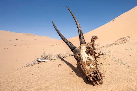 Bone, head with horns of a dead gemsbok (Oryx gazella), cadarver of a dead oryx antelope, between