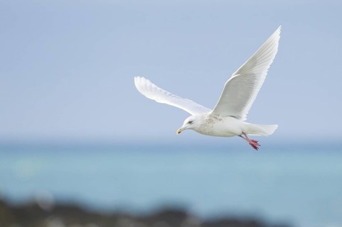 Iceland Gull (Larus glaucoides) flying, Iceland