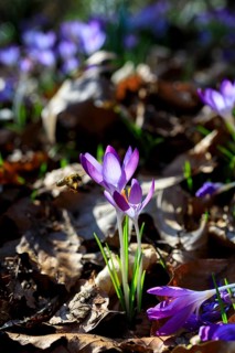 Crocus flower (crocus)