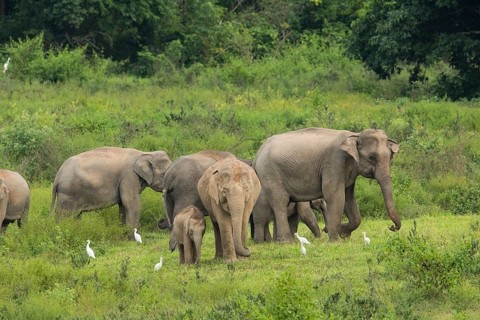 Indian elephants (Elephas maximus indicus), Khiri Khan, Hua Hin, Kui Buri National Park, Thailand