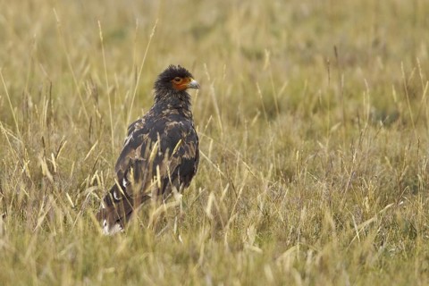 Carunculated Caracara (Phalcoboenus carunculatus), Ecuador