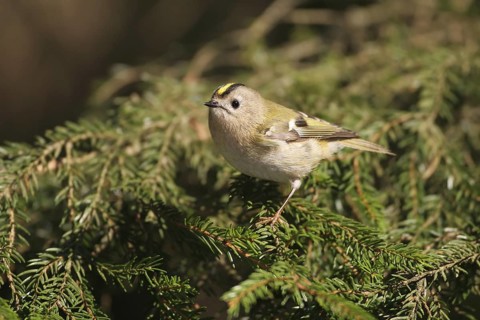 Goldcrest (Regulus regulus), Norway