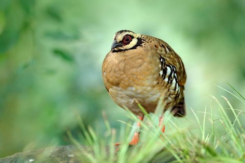 Bar-backed partridge, Arborophila brunneopectus, bird in the nature habitat. Quail sitting in the