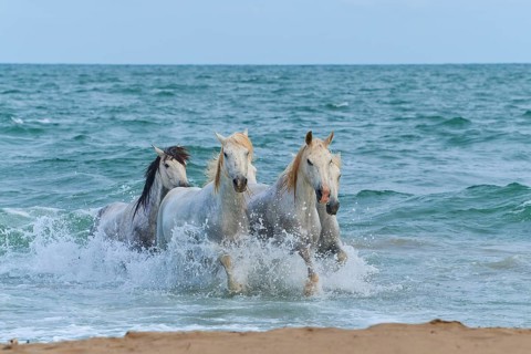 White Camargue horses galloping through the surf on the beach, dynamic and powerful scene,