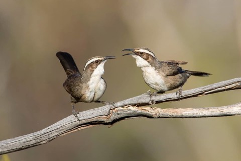 White-browed Babbler (Pomatostomus superciliosus) perched on a branch, Victoria, Australia