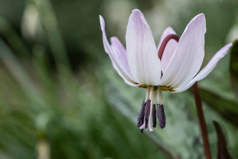 Dog's tooth (Erythronium dens-canis), Emsland, Lower Saxony, Germany