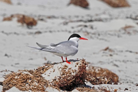 Antarctic Tern (Sterna vittata bethunei), Antarctica