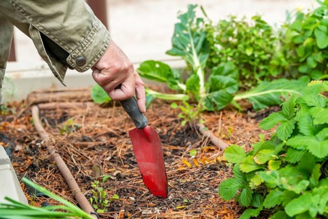 A close up of a gardener's hand using a red trowel to dig into the soil in a thriving vegetable