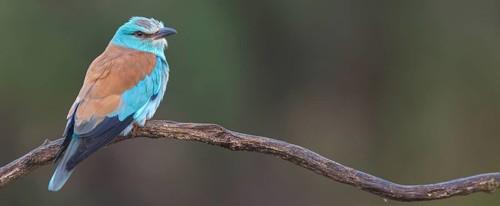 European roller (Coracias garrulus), on perch, Hides de El Taray / Roller Hide, Villafranca de los