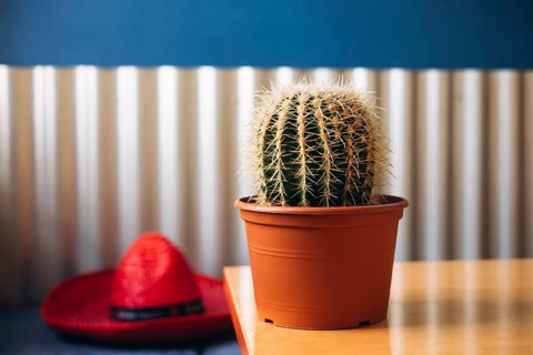 A Mexican-themed interior featuring a round cactus in a terracotta pot placed on a wooden table,
