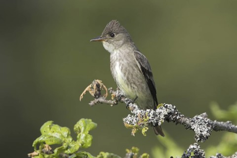 Olive-sided Flycatcher (Contopus cooperi), British Columbia, Canada