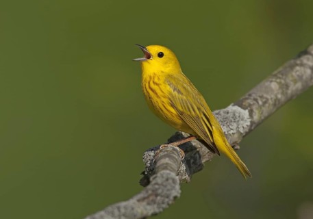 American Yellow Warbler (Setophaga aestiva) male singing, Ohio, USA