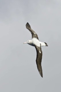 Wandering Albatross (Diomedea exulans), Antarctica