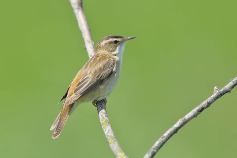 Reed Warbler (Acrocephalus schoenobaenus) sitting on a branch, Wildlife, Lembruch, Ochsen Moor,