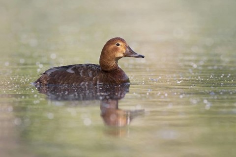 Common Pochard (Aythya ferina) female, Brandenburg, Germany