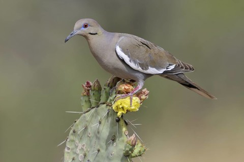 White-winged Dove (Zenaida asiatica), Arizona, USA