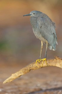 Bellied Heron, (Egretta ardesiaca), standing on a branch looking for prey, Gambia, Africa,