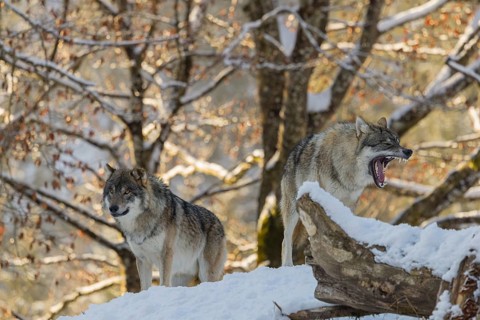 Two grey wolves (Canis lupus lupus) stand on a snow-covered hill behind a fallen tree on a cold,
