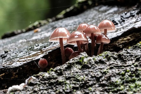 Large blood helminth (Mycena haematopus), Emsland, Lower Saxony, Germany