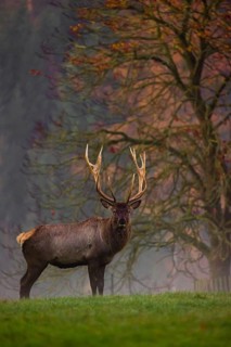 An Altai maral stag, Altai wapiti or Altai elk (Cervus canadensis sibiricus) stands on a meadow in