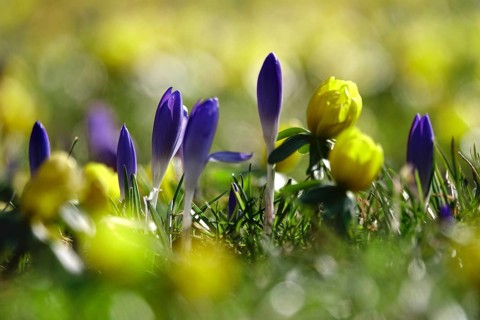Crocus blossom and winter aconites, Winter, Germany