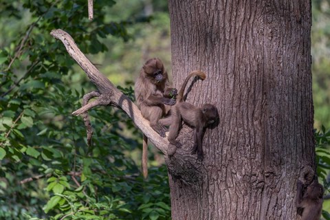 Two young Gelada (Theropithecus gelada), or bleeding-heart monkey playing on a branch high up in a