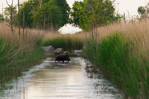 Wild boar (Sus scrofa) in a ditch, Sundische Wiese, Mecklenburg-Western Pomerania, Germany