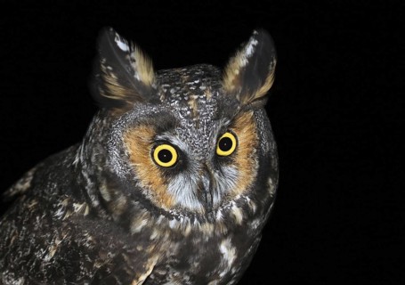 Long-eared Owl (Asio otus), Saskatchewan, Canada