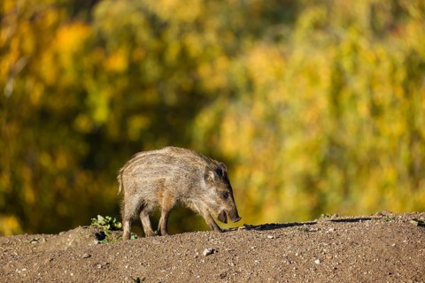 A wild boar piglet (Sus scrofa), runs across a clearing in hilly terrain in search of food. In the