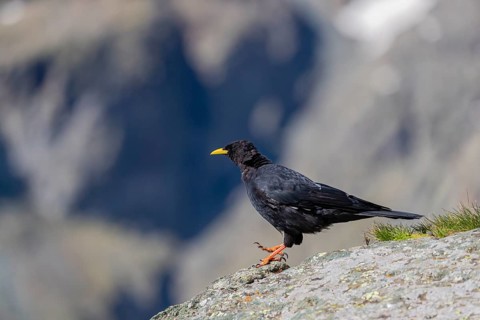 One young Alpine chough or yellow-billed chough (Pyrrhocorax graculus) stands on a rock in the