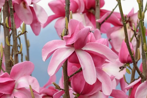Magnolia (Magnolia 'Aurora'), Otto Eisenhut Nursery, San Nazarro, Ticino, Switzerland