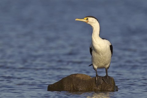 Australian Pied Cormorant (Phalacrocorax varius), Victoria, Australia