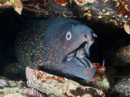 Mediterranean moray eel (Muraena helena) with open mouth being cared for by a Mediterranean cleaner