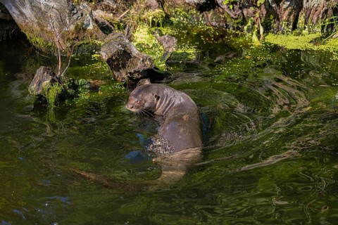 One giant otter or giant river otter (Pteronura brasiliensis) swimming in a river, a mossy root of