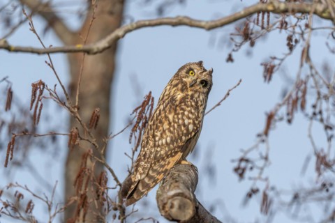 Short-eared owl (Asio flameus) sitting on a branch. Bas Rhin, Alsace, France